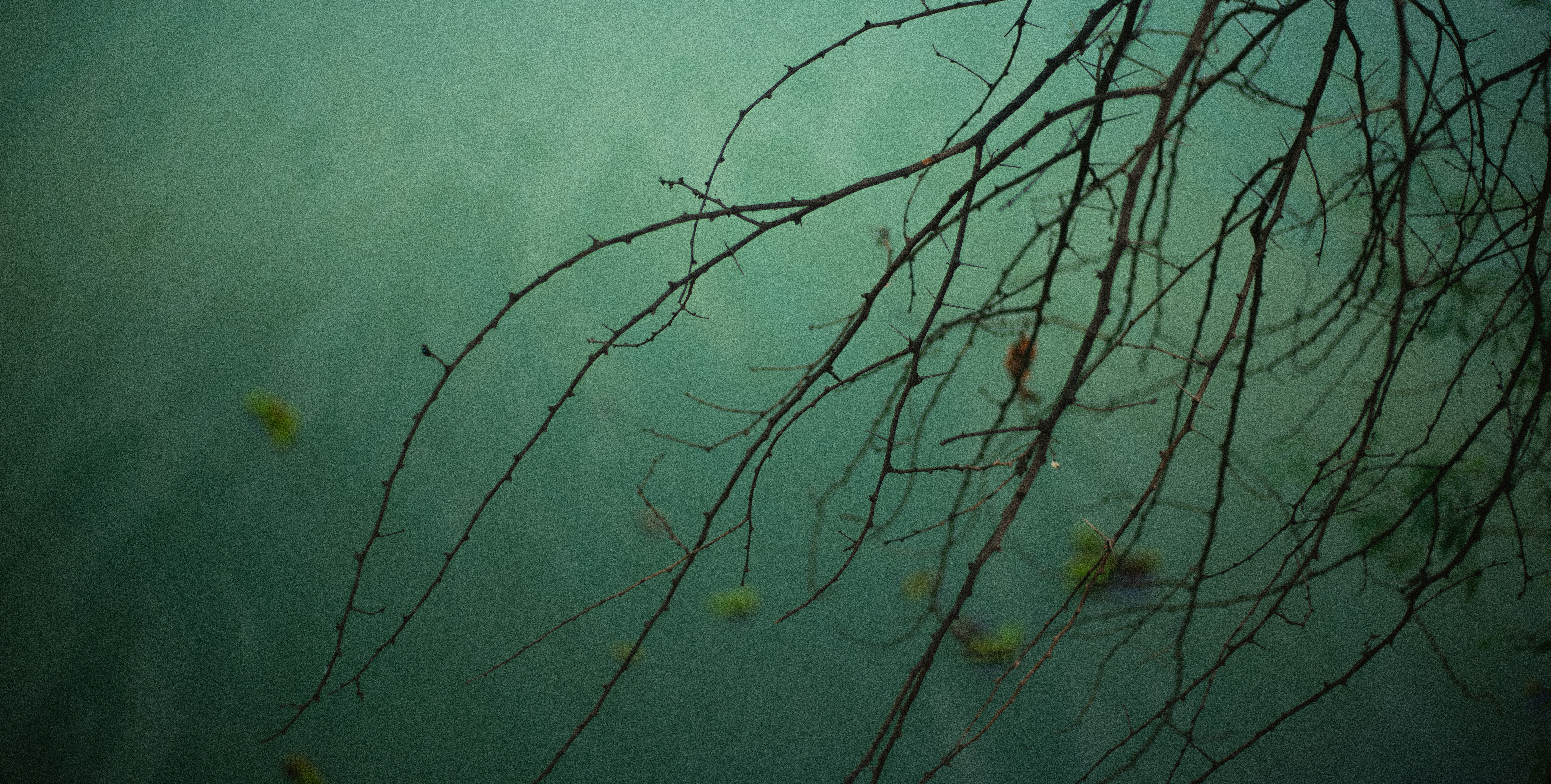 brown leafless tree during daytime